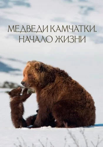 Медведи Камчатки. Начало жизни 2018 смотреть онлайн фильм