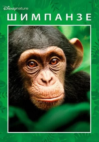 Шимпанзе 2012 смотреть онлайн фильм