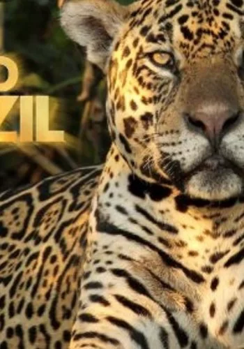 Дикая Бразилия 2014 смотреть онлайн сериал